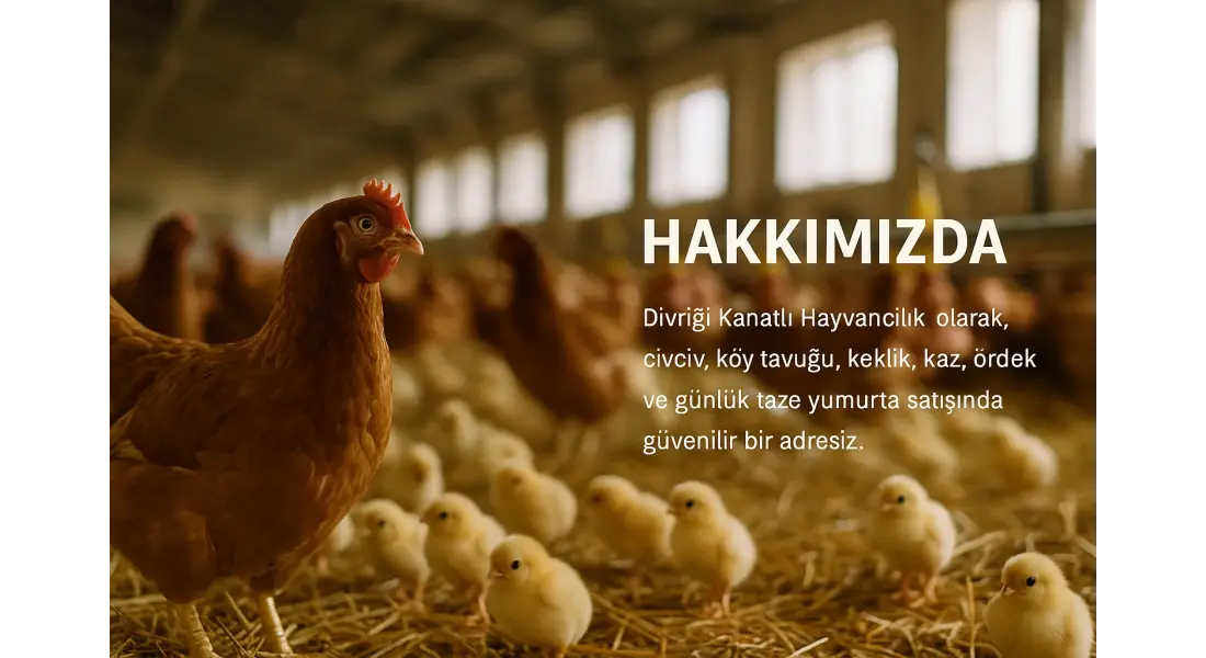 Hakkımızda