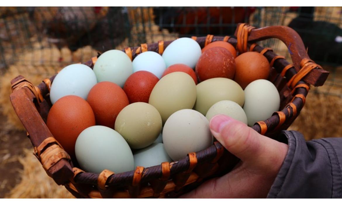 Günlük Taze Yumurta Satışı