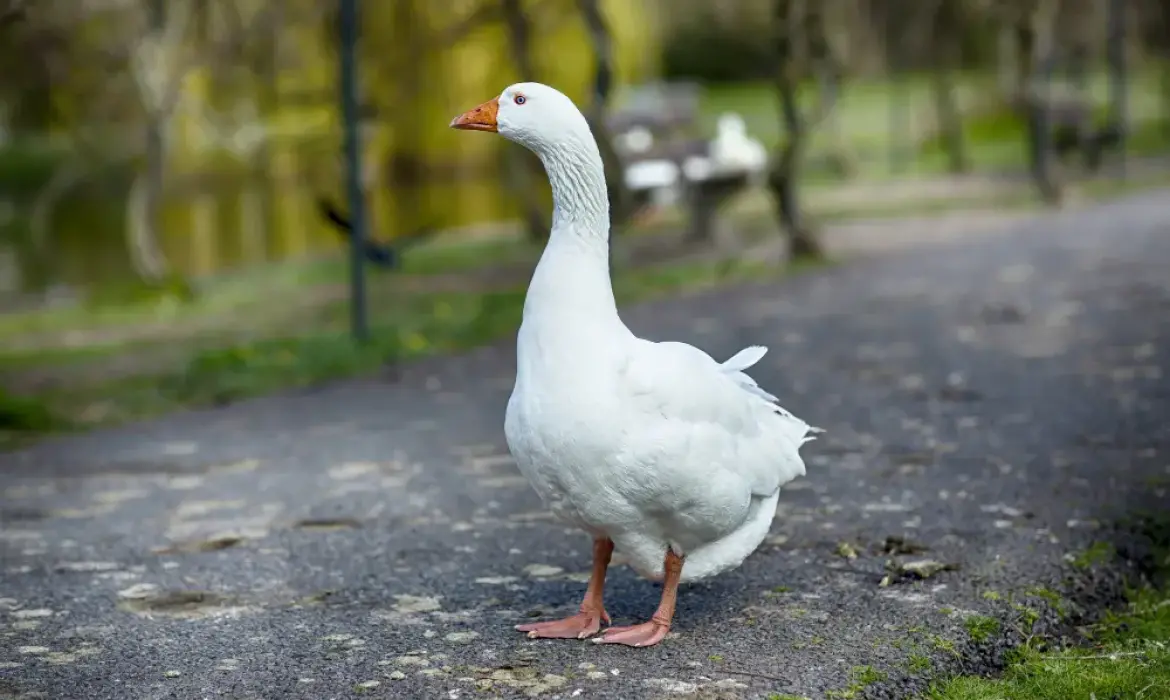 Kaz & Ördek Satışı