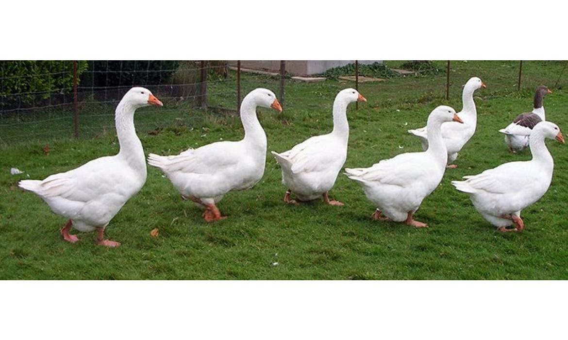 Kaz & Ördek Satışı