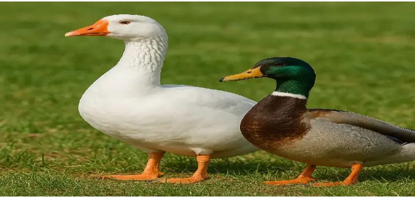 Kaz & Ördek Satışı