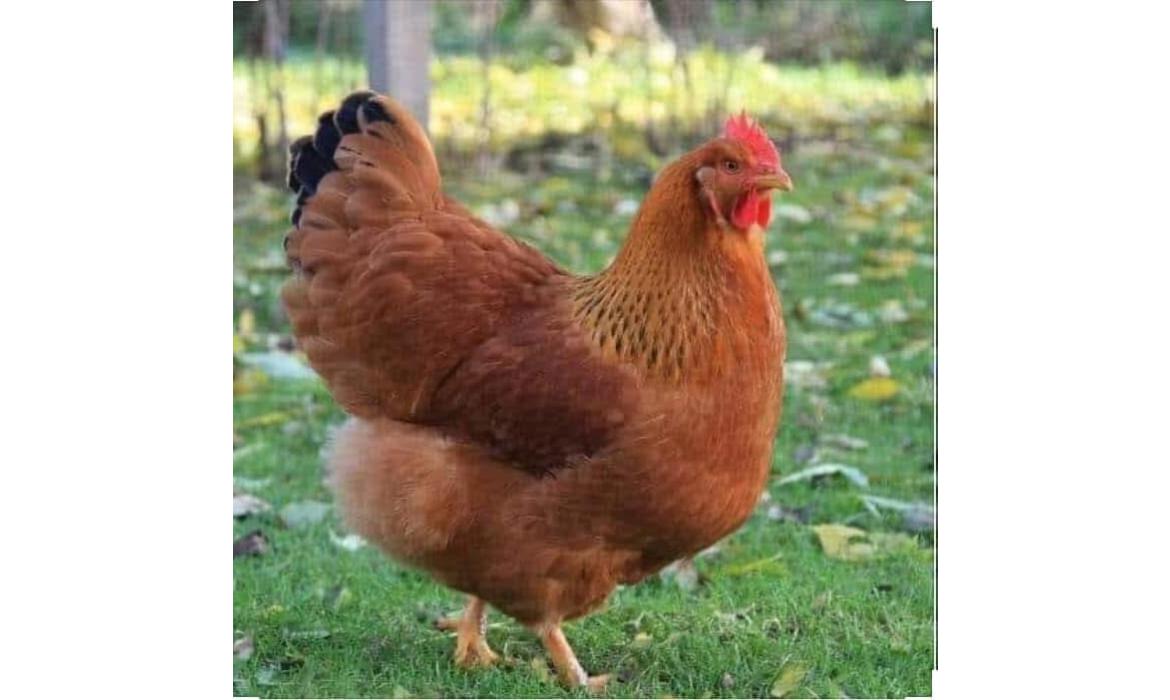 Köy Tavuğu Satışı