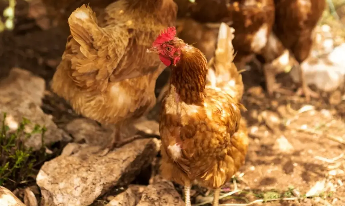 Köy Tavuğu Satışı