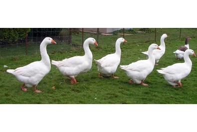 Kaz & Ördek Satışı