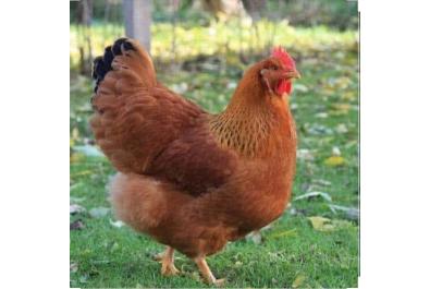 Köy Tavuğu Satışı