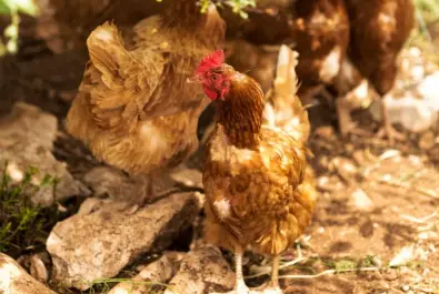 Köy Tavuğu Satışı